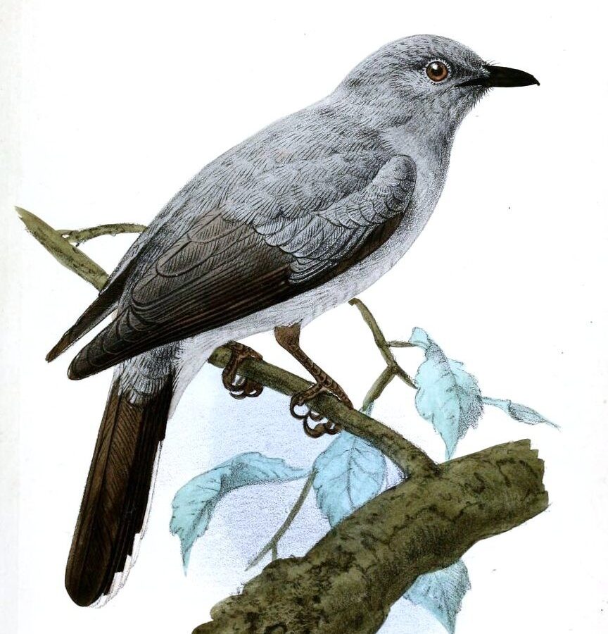 Indochinese Cuckooshrike