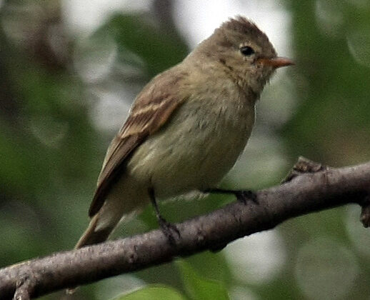 Northern Beardless Tyrannulet
