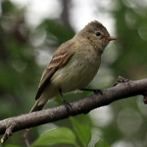 Northern Beardless Tyrannulet