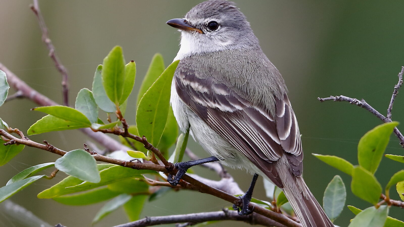 Southern Beardless Tyrannulet