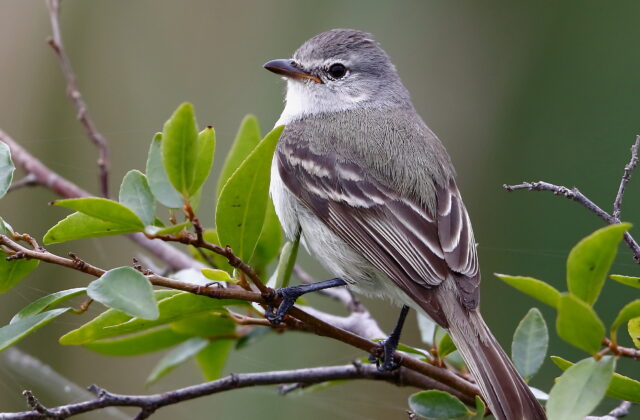 Southern Beardless Tyrannulet