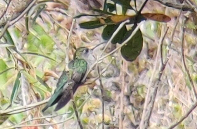 Diamantina Sabrewing