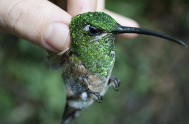 Lazuline Sabrewing