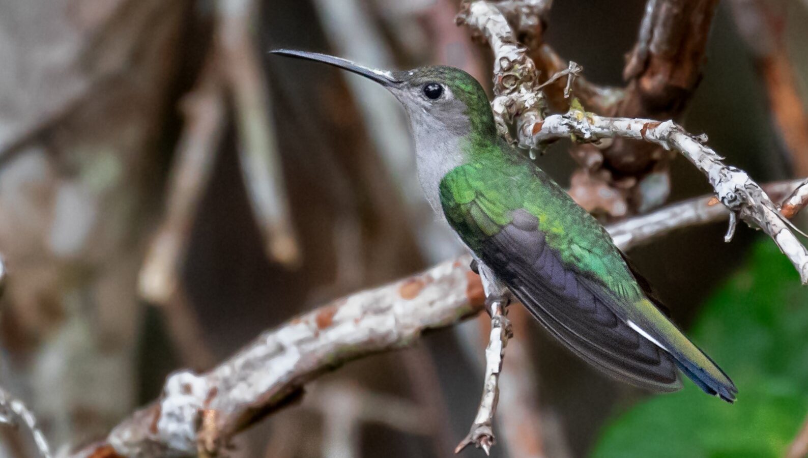 Grey-breasted Sabrewing