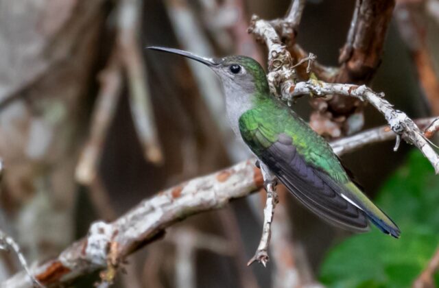 Grey-breasted Sabrewing