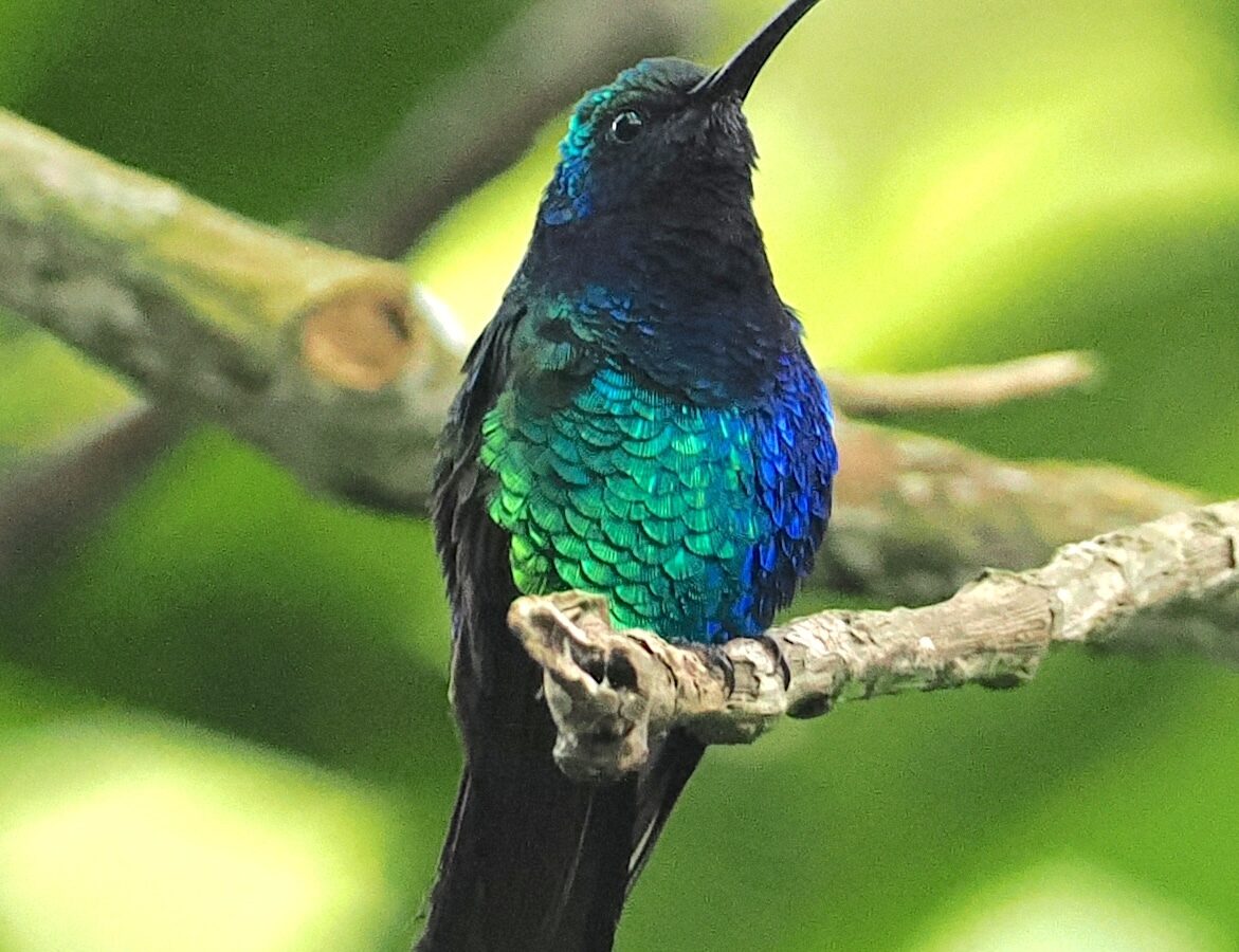 Santa Marta Sabrewing