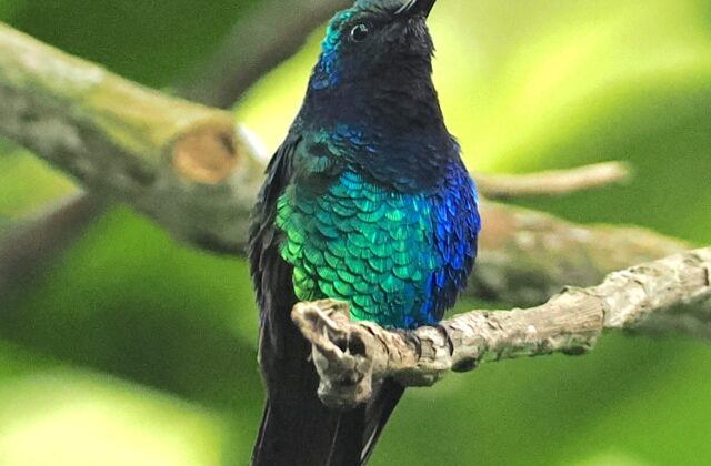 Santa Marta Sabrewing