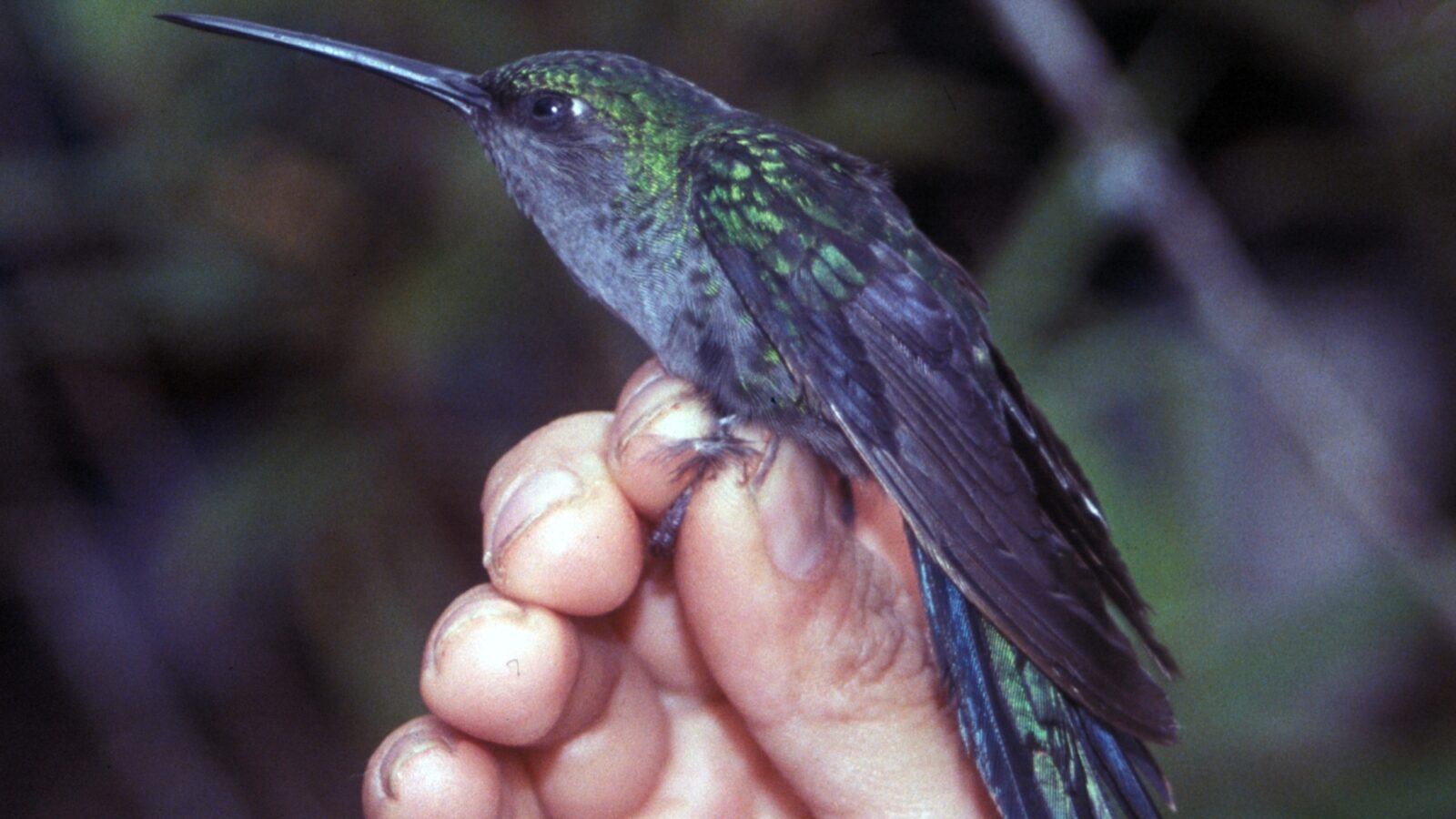 Napo Sabrewing