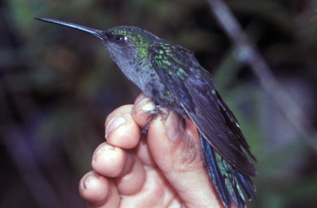 Napo Sabrewing