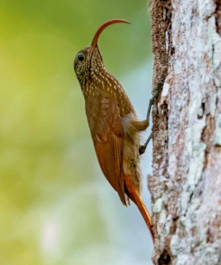 Curve-billed Scythebill
