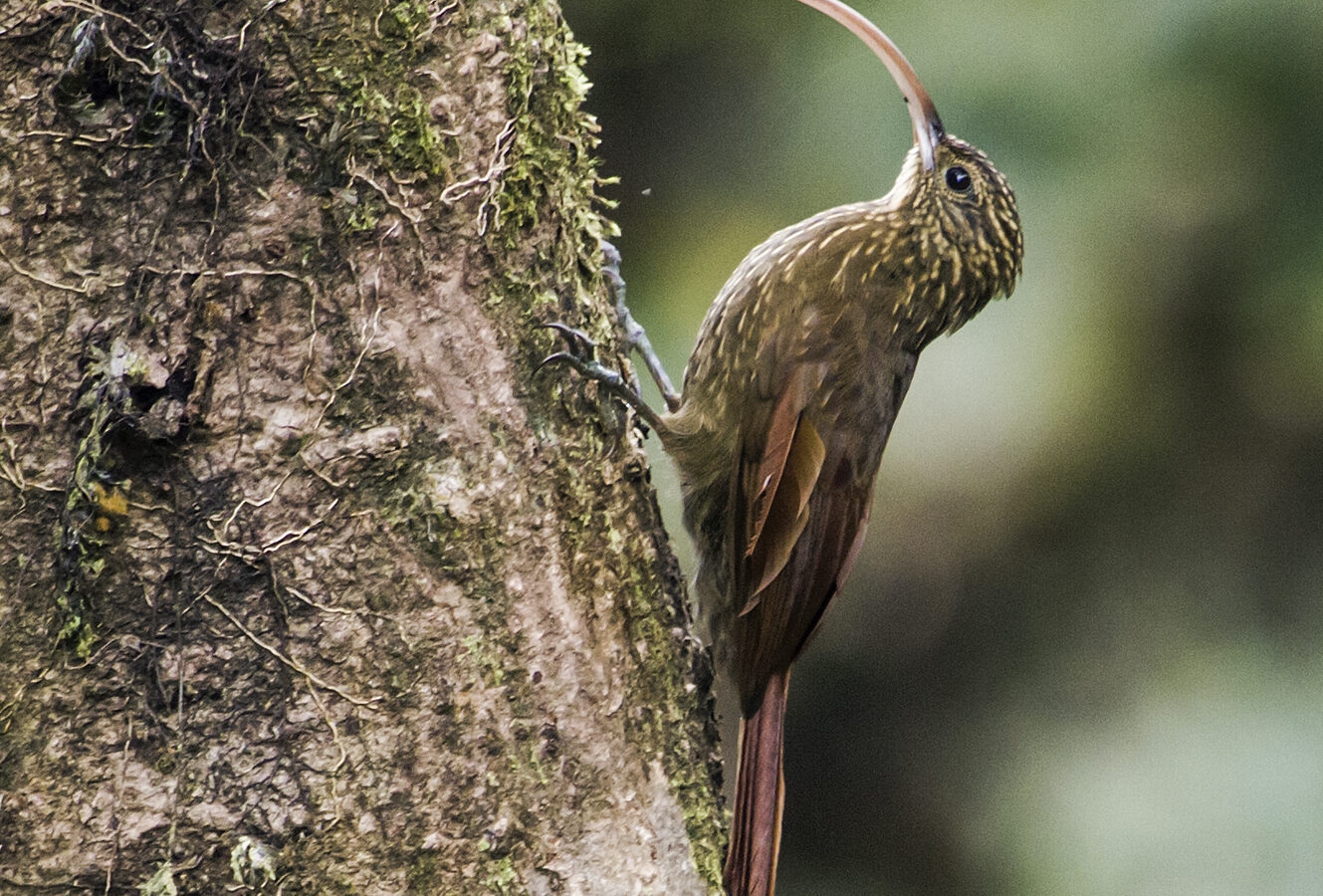 Brown-billed Scythebill