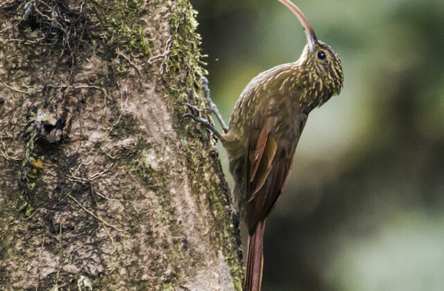 Brown-billed Scythebill