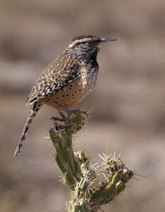 Cactus Wren