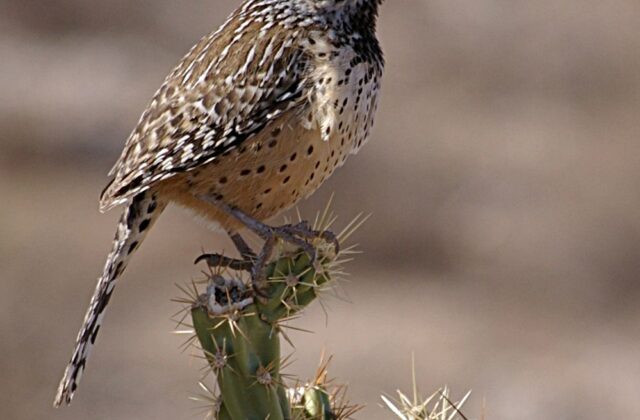 Cactus Wren