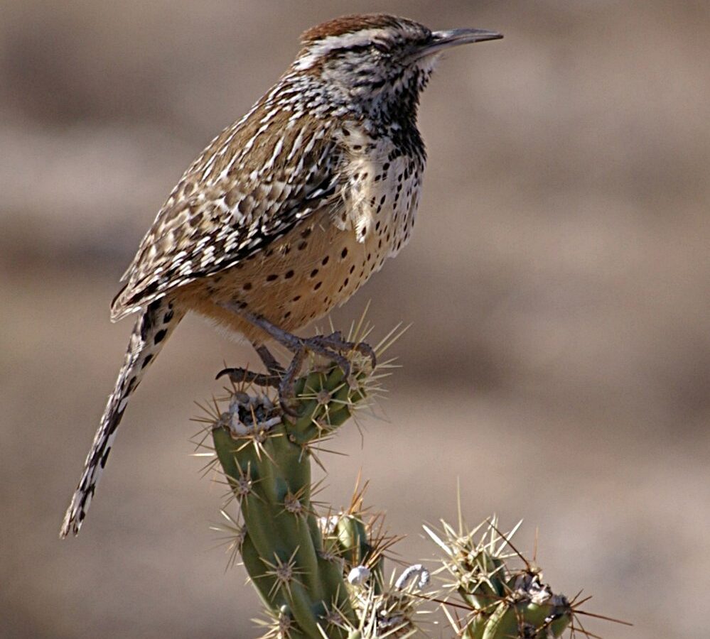 Cactus Wren