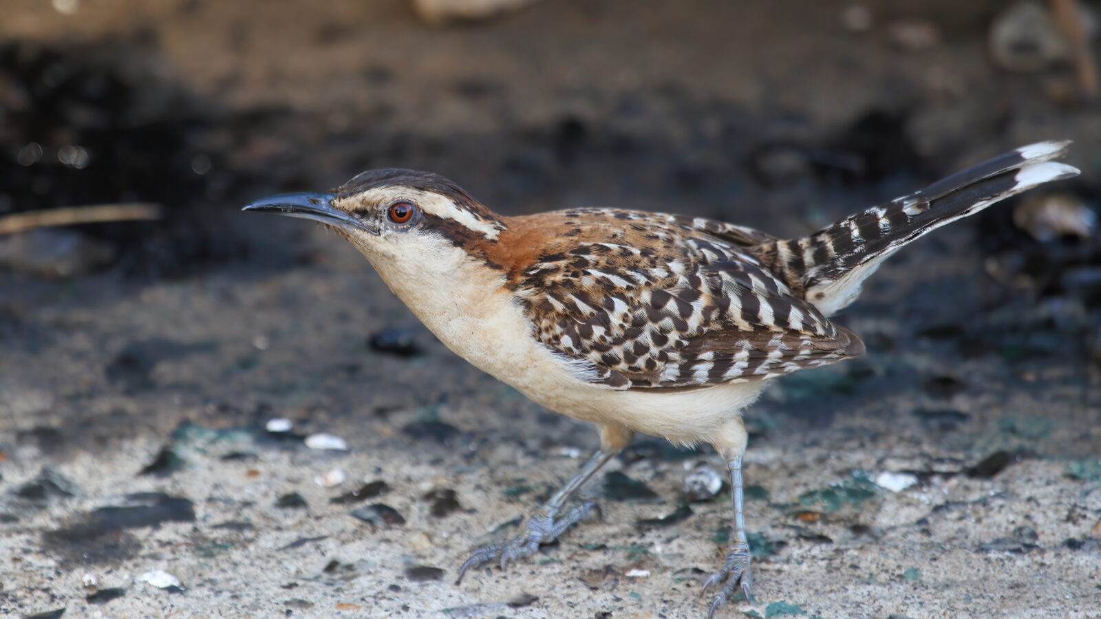Rufous-backed Wren