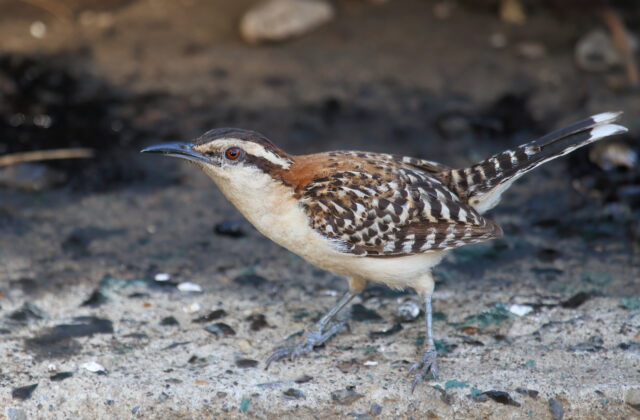 Rufous-backed Wren