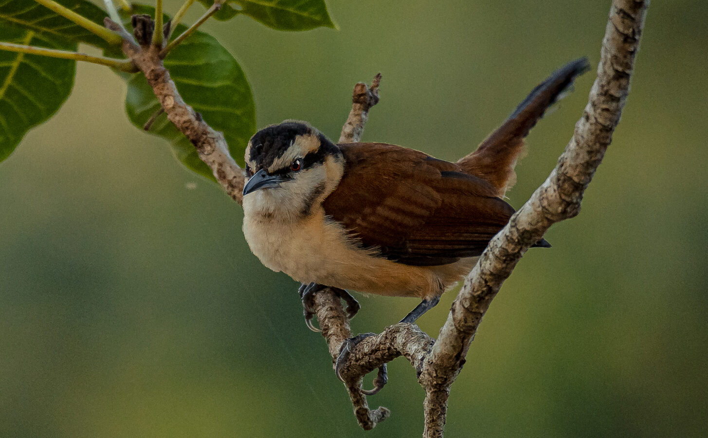 Giant Wren
