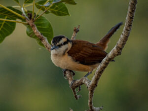 Giant Wren