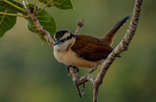 Giant Wren
