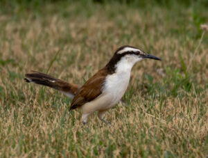 Bicolored Wren