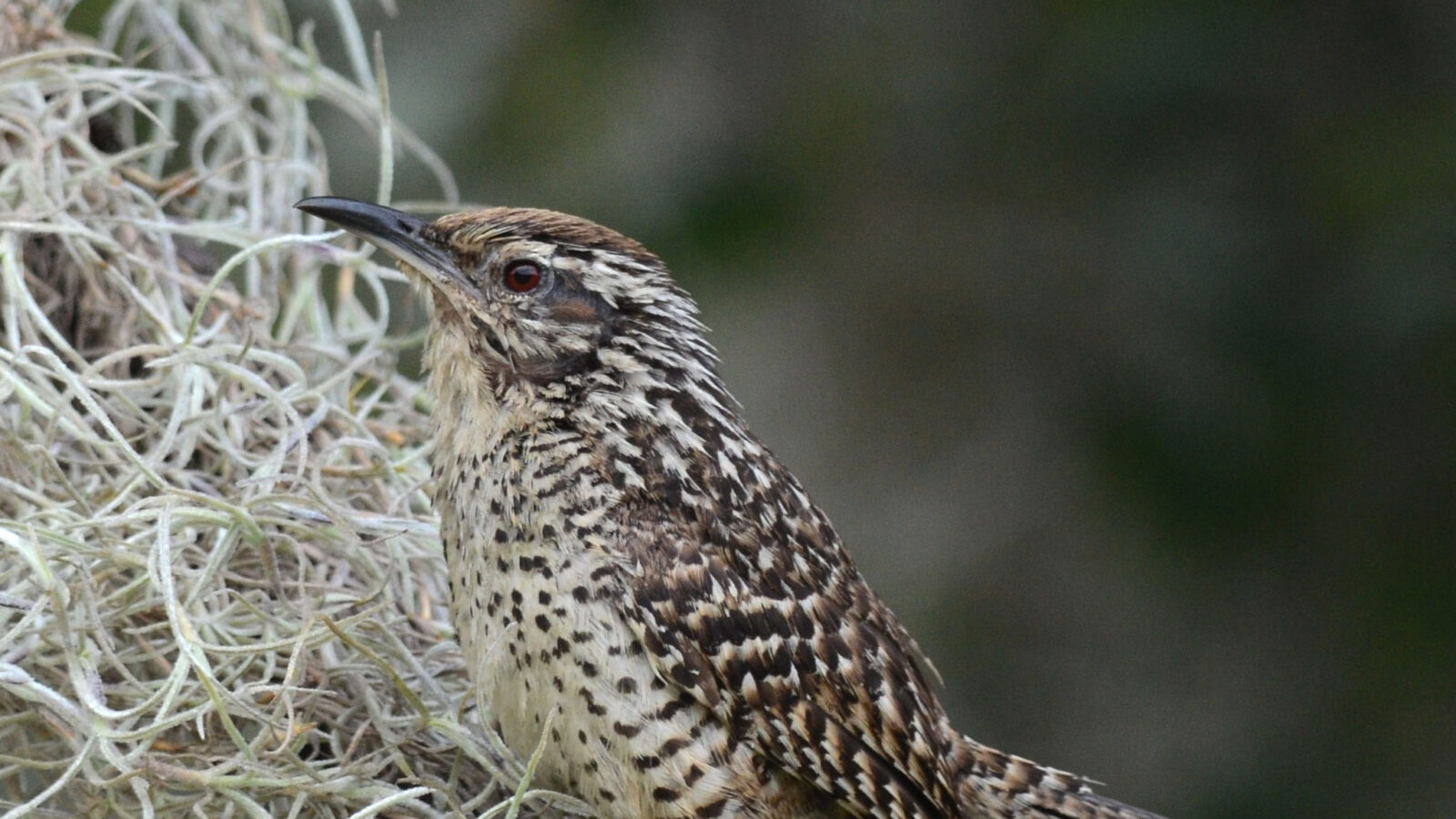 Spotted Wren