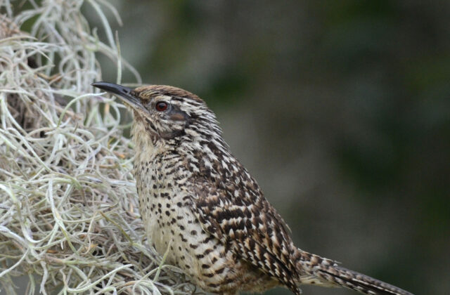 Spotted Wren