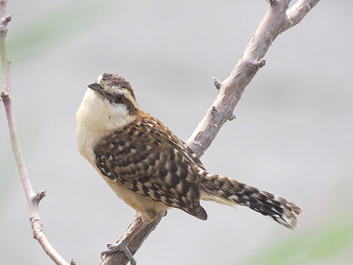 Russet-naped Wren