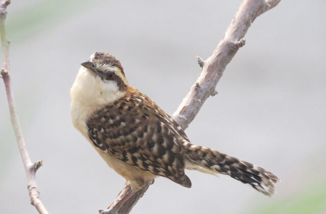 Russet-naped Wren