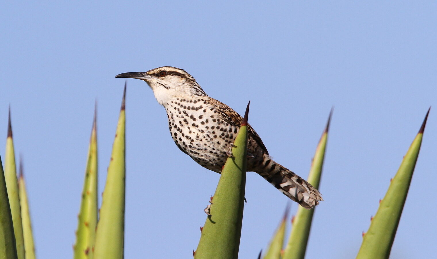Boucard’s Wren