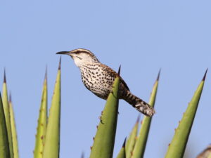 Boucard’s Wren