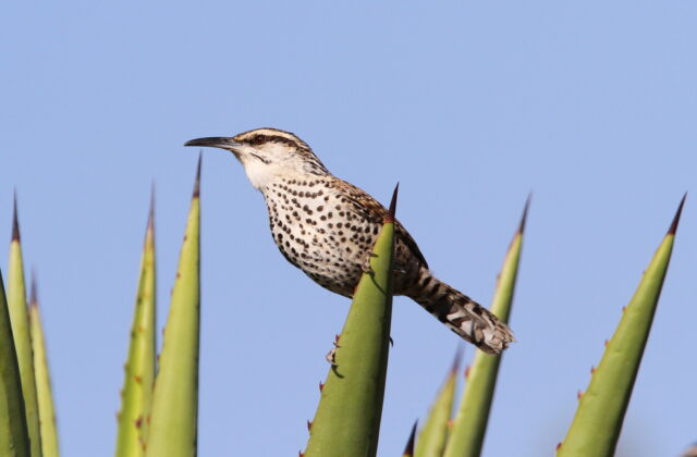 Boucard’s Wren