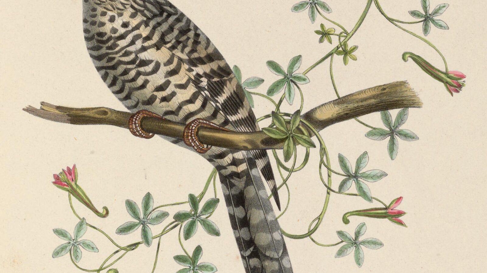 Grey-barred Wren