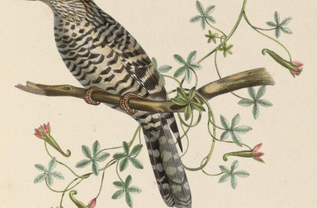 Grey-barred Wren