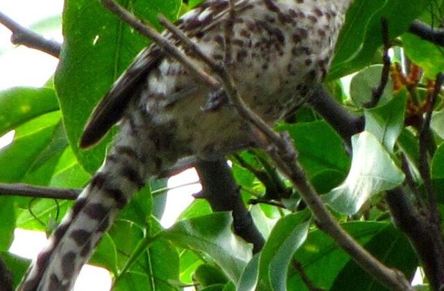 Stripe-backed Wren