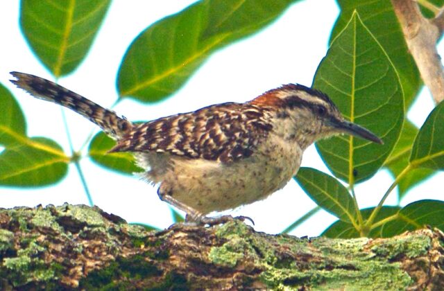 Veracruz Wren