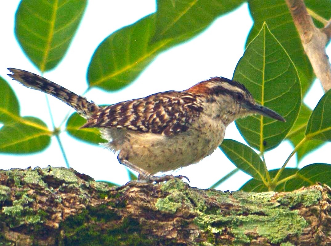 Veracruz Wren
