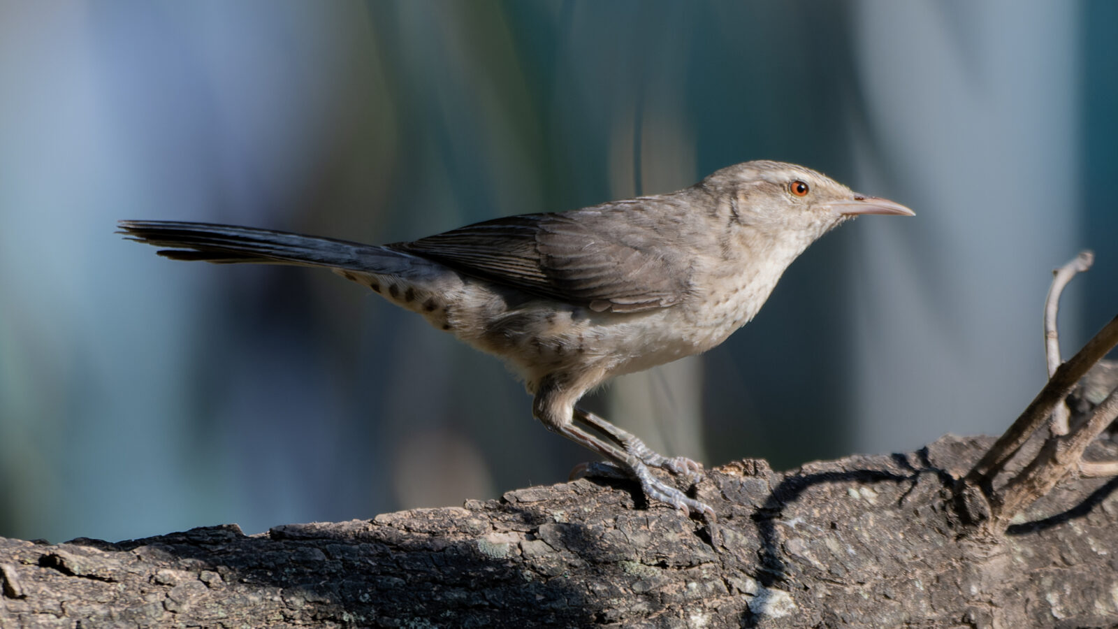 Thrush-like Wren