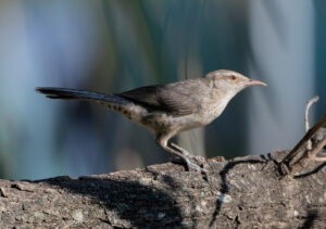 Thrush-like Wren
