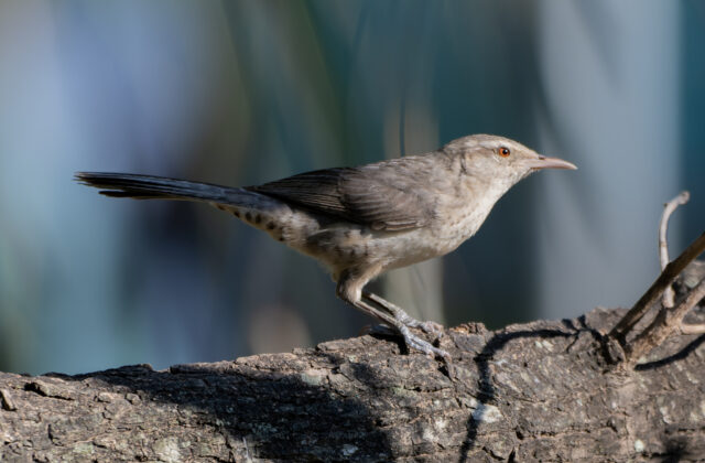 Thrush-like Wren