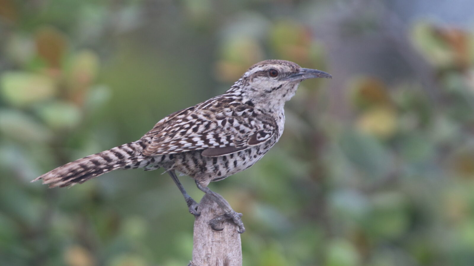 Yucatan Wren