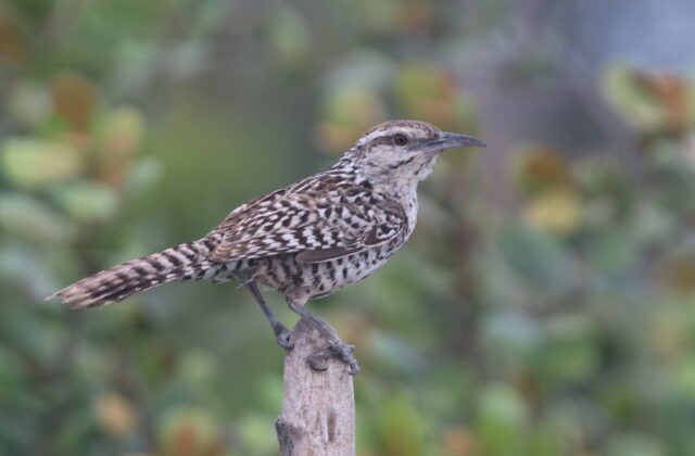 Yucatan Wren