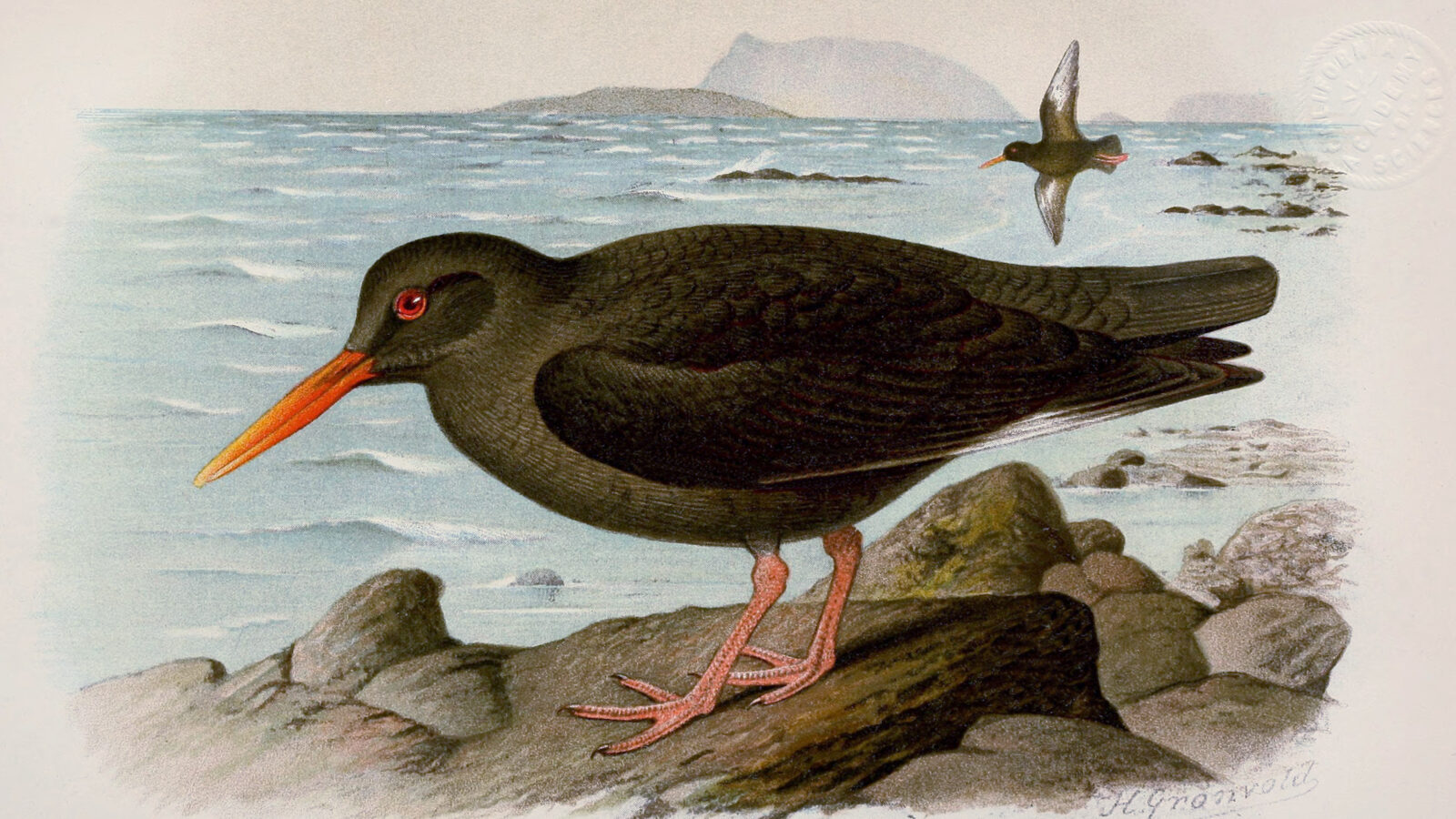 Canary Islands Oystercatcher