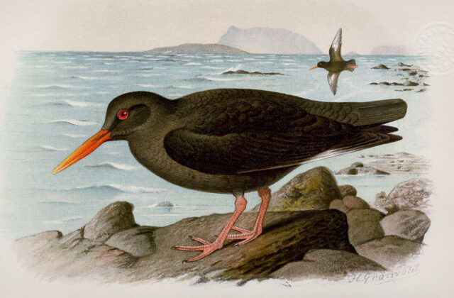 Canary Islands Oystercatcher