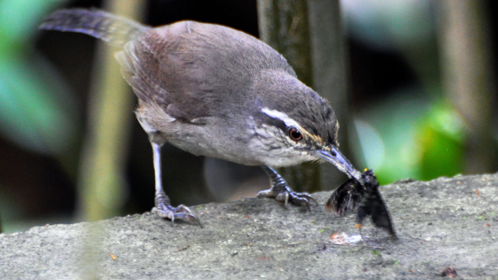 Canebrake Wren