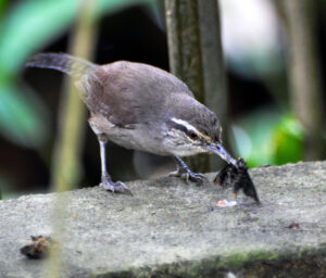 Canebrake Wren