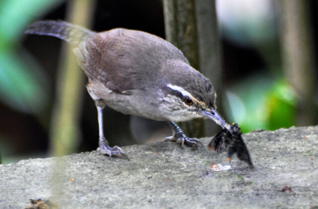 Canebrake Wren