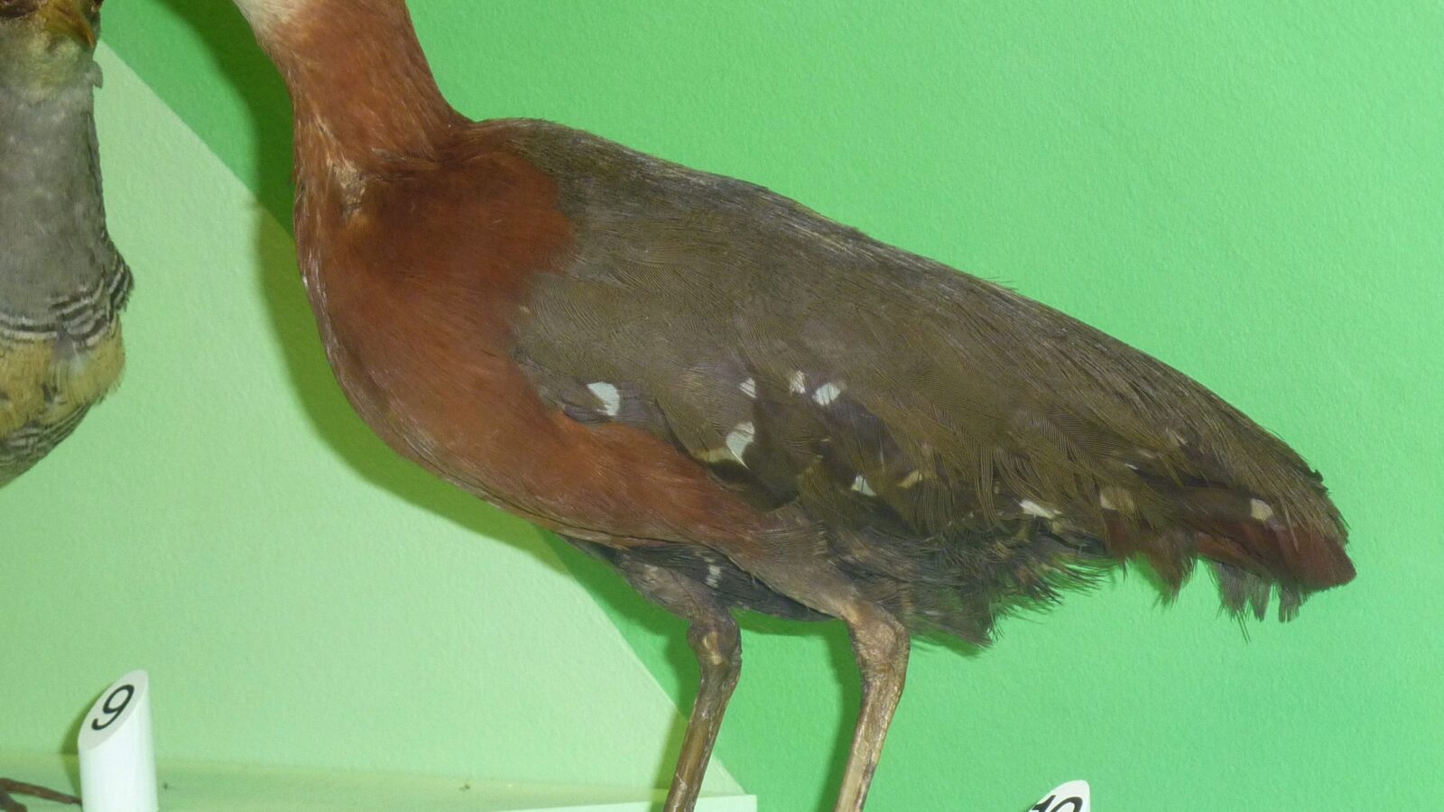 Grey-throated Rail