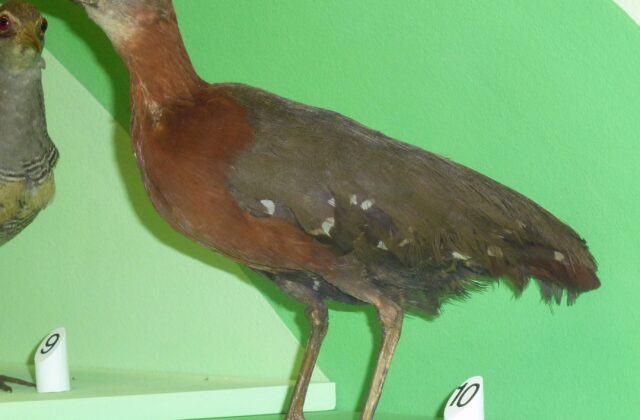 Grey-throated Rail