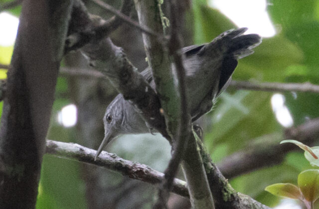 Grey Wren